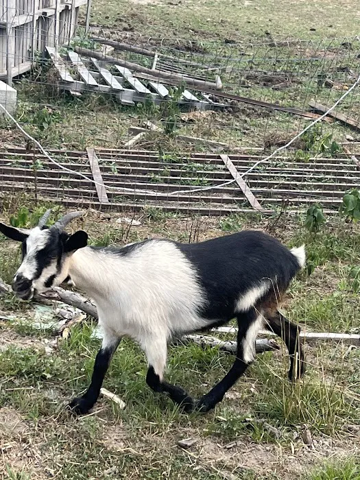 Houston County Animal Clinic Picture 3
