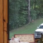 Houston County Animal Clinic: Turney Mark DVM