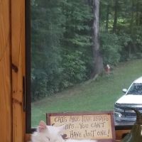 Houston County Animal Clinic: Turney Mark DVM ico