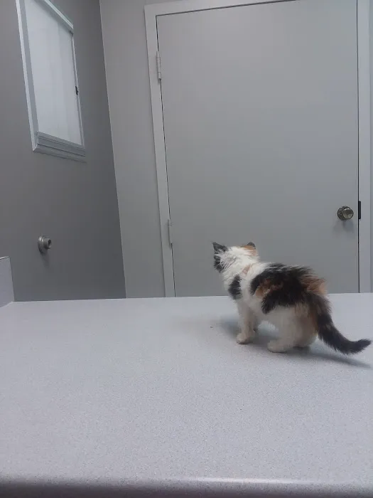 Animal Hospital of Milan Picture 1