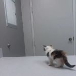 Animal Hospital of Milan