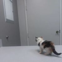 Animal Hospital of Milan ico