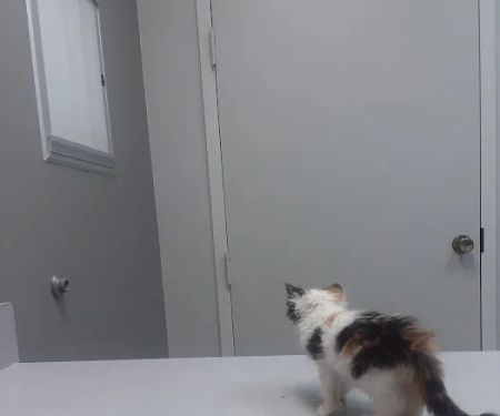 Animal Hospital of Milan