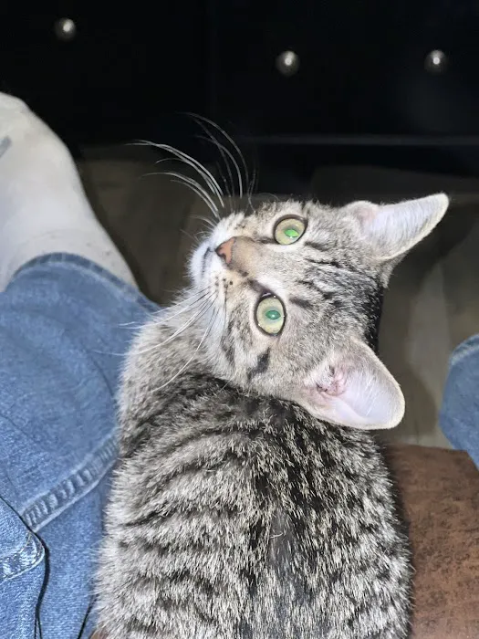 Animal Hospital of Milan Picture 3