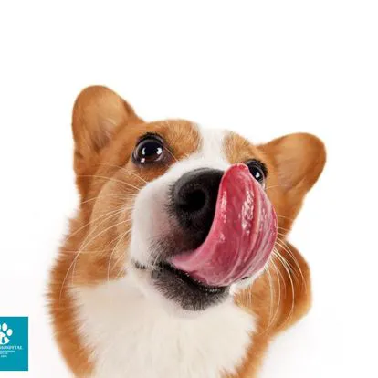 Animal Hospital of Milan Picture 2