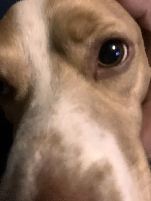 Animal Hospital of Milan Picture 4