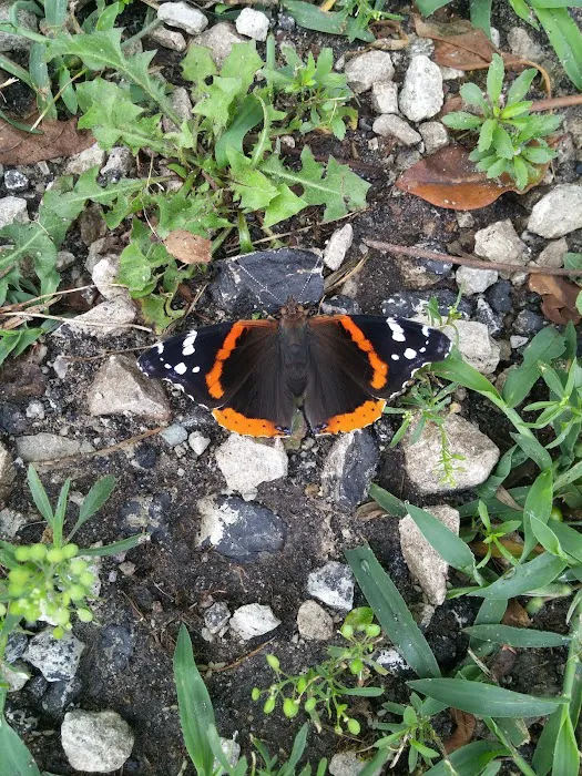 Animal Hospital of Milan Picture 7