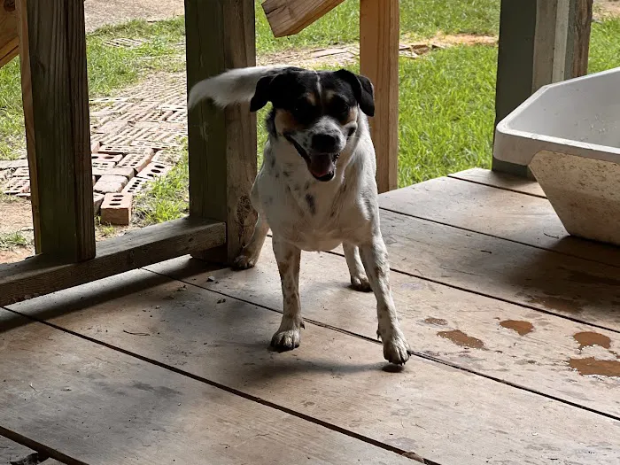 Animal Hospital of Milan Picture 5