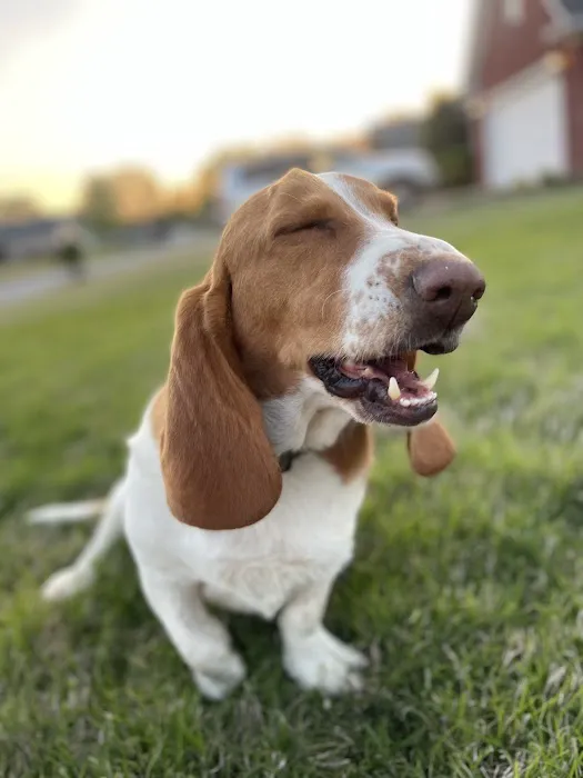 Animal Hospital of Milan Picture 8