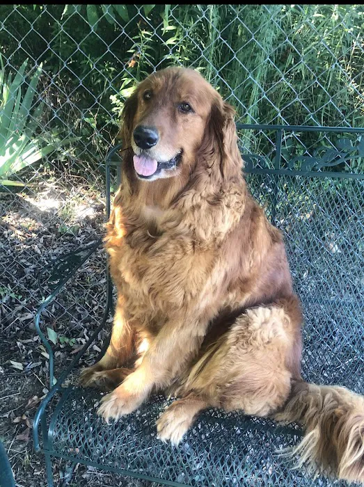 Animal Hospital of Milan Picture 9