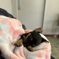 Eternity Animal Healthcare ico