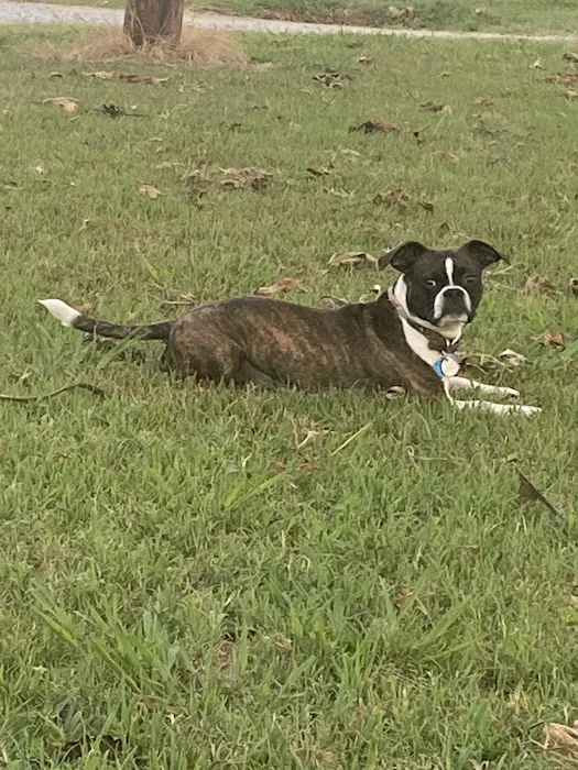 Trenton Animal Clinic Picture 3