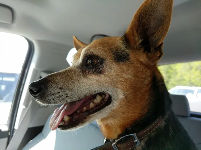 Trenton Animal Clinic Picture 6