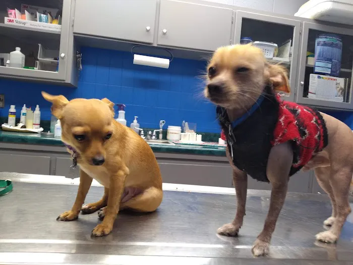 Trenton Animal Clinic Picture 7