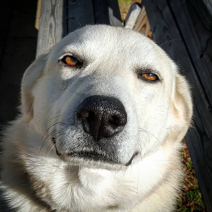 Trenton Animal Clinic Picture 8