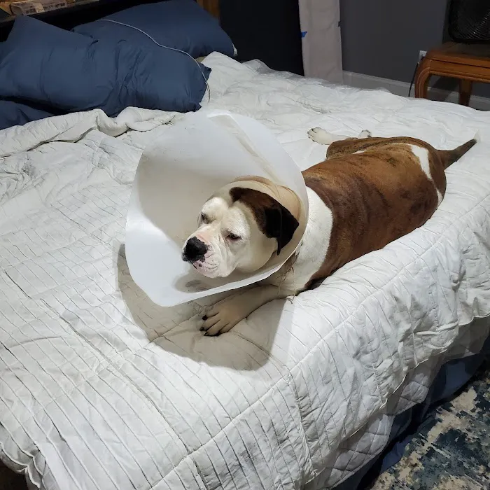 Trenton Animal Clinic Picture 9