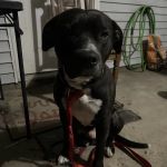 Weakley County Animal Clinic