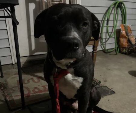 Weakley County Animal Clinic