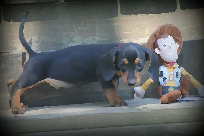 Veterinary Home Healthcare & Canine Chiropractic Picture 5