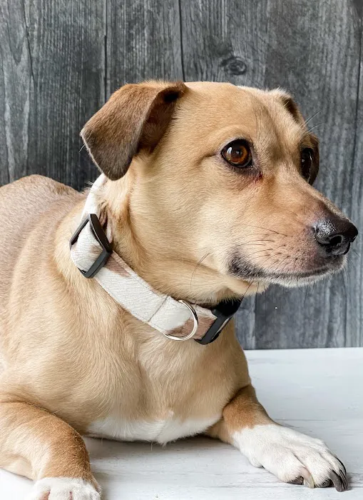 Veterinary Home Healthcare & Canine Chiropractic Picture 2