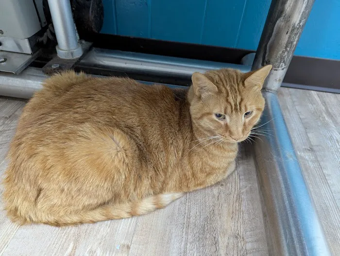 Hooks Pet Clinic Picture 1