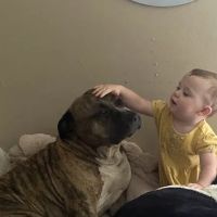 Tri-City Small Animal Clinic ico