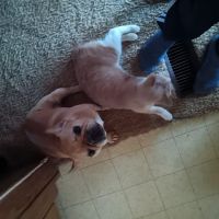 Ward Animal Clinic ico