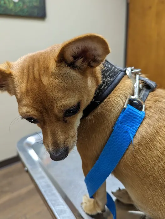 Ward Animal Clinic Picture 5