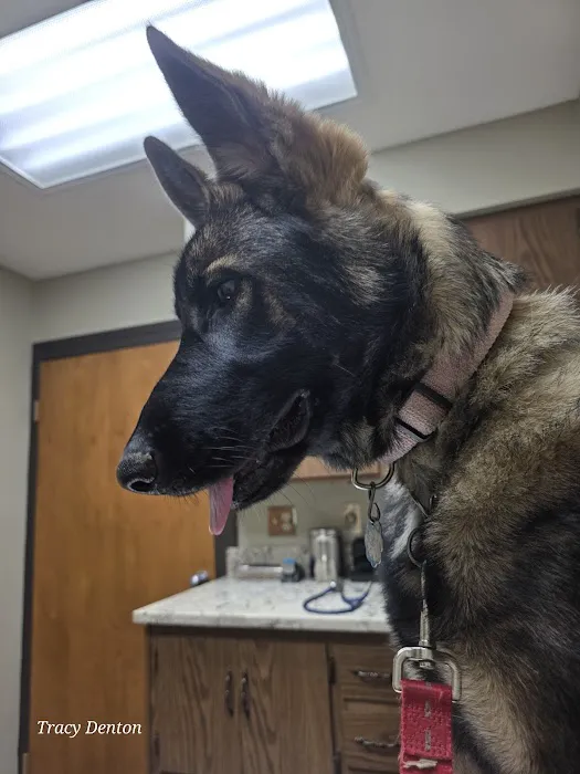 Ward Animal Clinic Picture 6