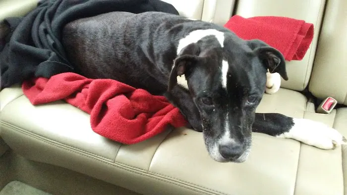 Ward Animal Clinic Picture 10