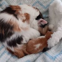 Reelfoot Animal Hospital ico