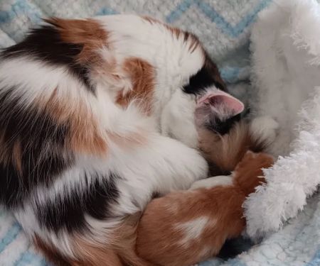 Reelfoot Animal Hospital