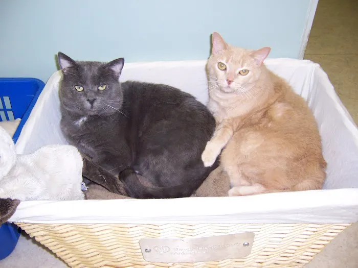 Reelfoot Animal Hospital Picture 9