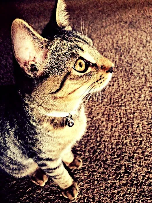 Reelfoot Animal Hospital Picture 8