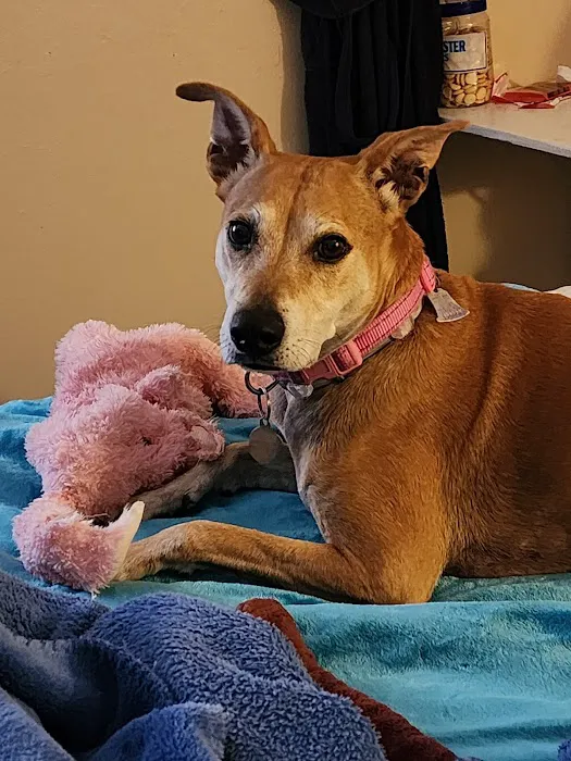 Reelfoot Animal Hospital Picture 10