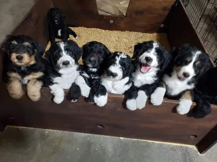 Willow Park Veterinary Clinic Picture 4