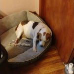 Willow Park Veterinary Clinic