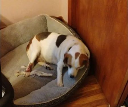 Willow Park Veterinary Clinic