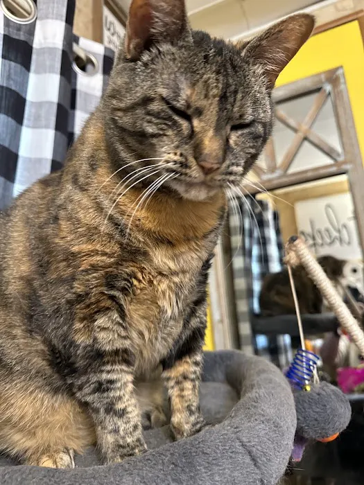 Willow Park Veterinary Clinic Picture 5