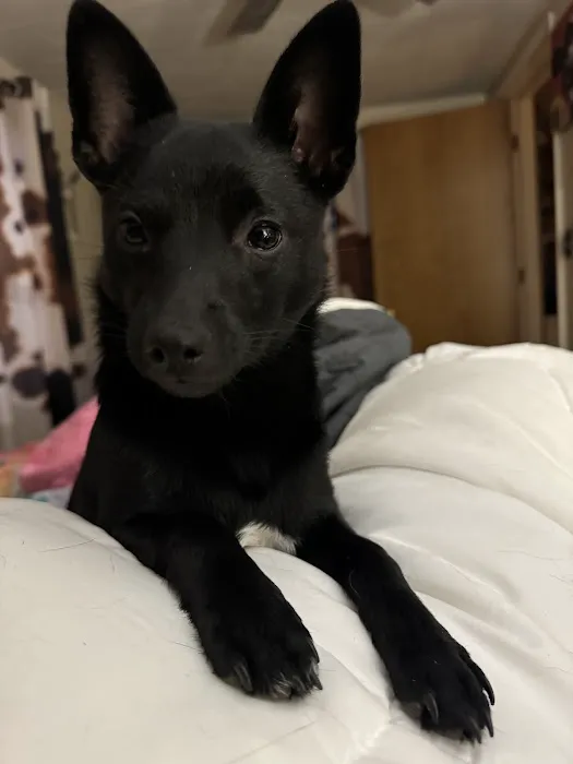 Willow Park Veterinary Clinic Picture 7