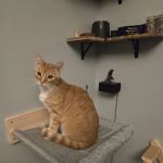 Countryside Small Animal Clinic