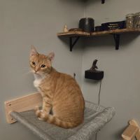 Countryside Small Animal Clinic ico