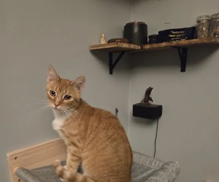 Countryside Small Animal Clinic