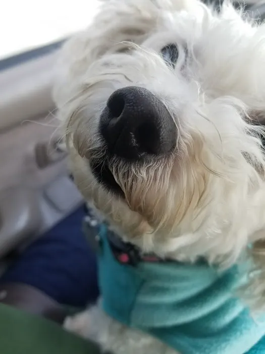 Countryside Small Animal Clinic Picture 5