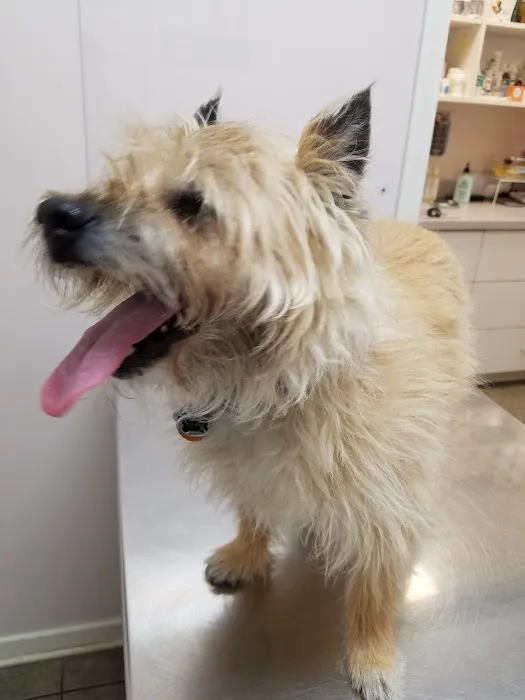 Countryside Small Animal Clinic Picture 6