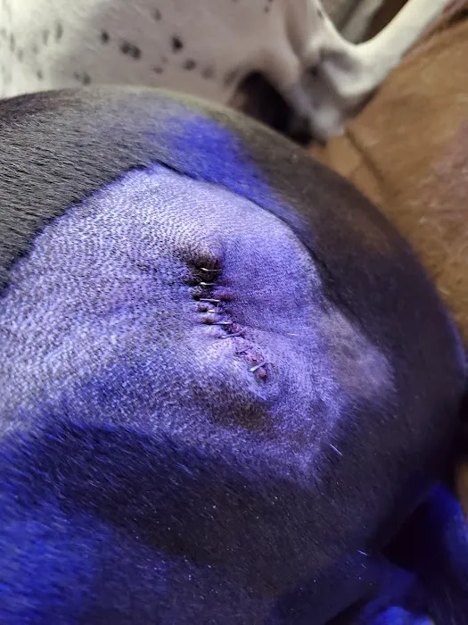 Countryside Small Animal Clinic Picture 8