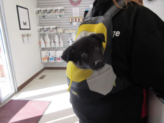 Family Pet at Morningside Picture 6