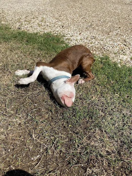 Family Pet at Morningside Picture 5