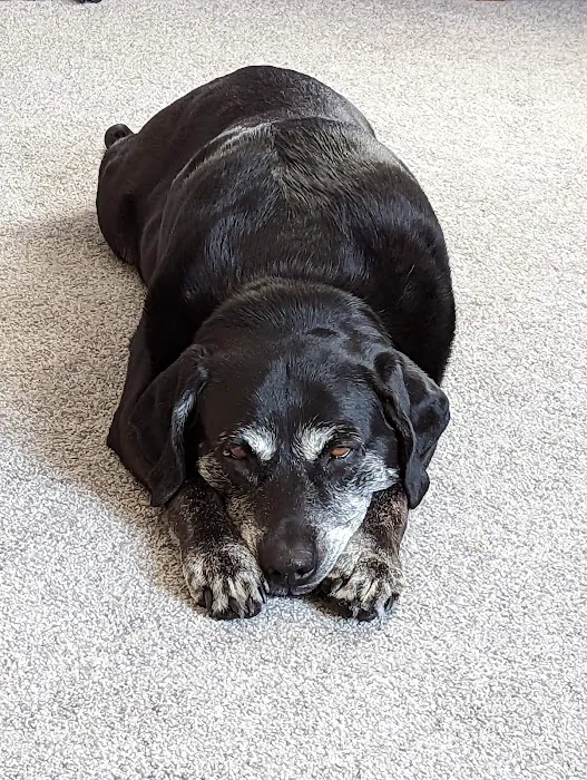 Family Pet at Morningside Picture 7