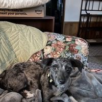 Elk Creek Animal Hospital ico